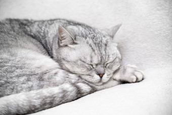 苏格兰直猫睡觉特写镜头动物的鼻口睡觉猫关闭眼睛背景光毯子最喜欢的宠物猫食物