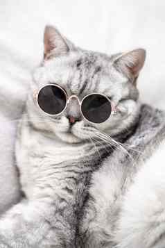 苏格兰直猫眼镜白色背景宠物