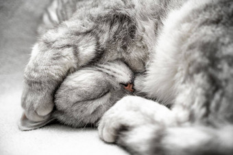 苏格兰直猫睡觉特写镜头动物的鼻口睡觉猫关闭眼睛背景光毯子最喜欢的宠物猫食物