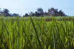 成熟的耳朵大米大米植物绿色