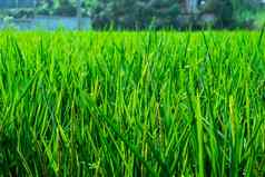 成熟的耳朵大米大米场绿色大米茎