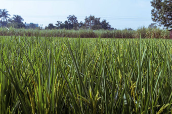 成熟的耳朵大米大米场绿色大米茎