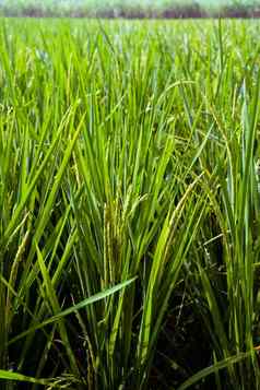 大米场绿色大米茎成熟的耳朵大米