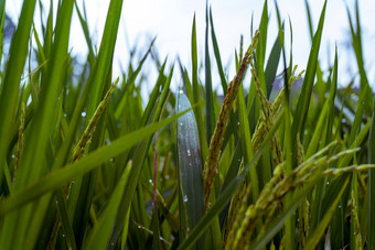 大米场绿色大米茎露水滴成熟的耳朵大米