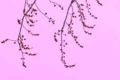 精致的分支开花水果树粉红色的背景