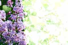 新鲜的淡紫色分支紫色的紫罗兰色的花孤立的白色绿色