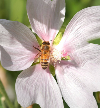 <strong>美丽</strong>的花<strong>花园</strong>系列<strong>美丽</strong>的<strong>花园</strong>照片