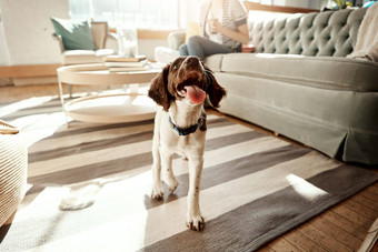 狗房子宠物可爱的动物地毯生活房间公寓首页爱护理好玩的好奇的快乐猎犬品种走舌头休息室放松房间