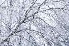 背景树分支机构覆盖霜景观自然雾白色雪