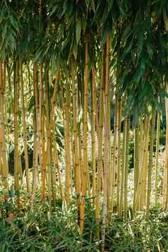 绿色竹子树花园