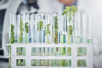 科学实验室植物测试管医学医疗保健知识自然增长研究农业叶绿色草本植物化学液体水生物技术发展
