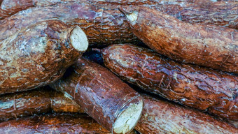 木薯被<strong>称为</strong>manioc尤卡布罗肯霍伊短柄小石斧mandioca卡莫腾木木薯manioc根