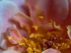特写镜头精致的玫瑰花粉花瓣自然背景