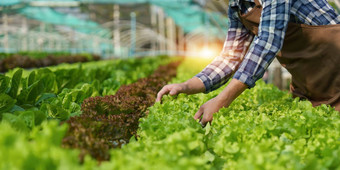 亚洲业务老板观察到的日益增长的有机水培法农场日益增长的有机蔬菜绿色能源概念