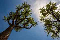 马达加斯加棕榈有尖刺的沙漠植物硬阳光白天