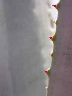 多汁的植物特写镜头刺细节叶子龙舌兰植物