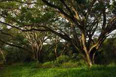 阴影rain-tree树冠大树森林