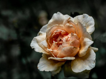 受伤的花瓣枯萎马索拉玫瑰