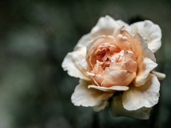受伤的花瓣枯萎马索拉玫瑰
