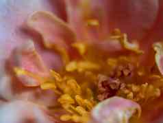 特写镜头精致的玫瑰花粉花瓣自然背景