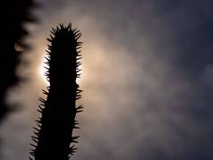 马达加斯加棕榈有尖刺的沙漠植物硬阳光