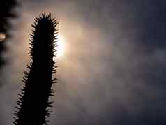 马达加斯加棕榈有尖刺的沙漠植物硬阳光