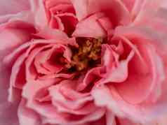 精致的公主名光玫瑰花粉花瓣自然背景
