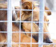 动物透明的意思卡住了笼子里动物残忍狗关笼子里英镑
