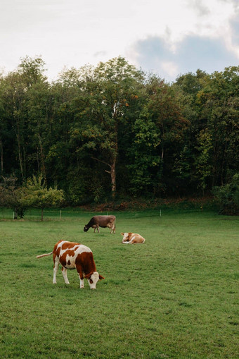 牛放牧草地背景森林山日落牛吃草草地背景夏天牛吃草草地背景森林山美丽的景观高山牧场森林多云的天空农业高地