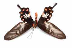 脆弱的辉煌蝴蝶工作室拍摄蝴蝶翅膀传播孤立的白色