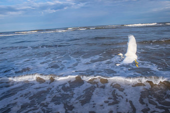 鹭白鹭飞行海滩托雷斯晚上里约大苏尔巴西
