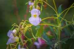 精致的花滴水田园景观giverny法国