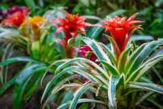 凤梨科植物花古兹马尼亚热带植物热带雨林潘塔纳尔巴西