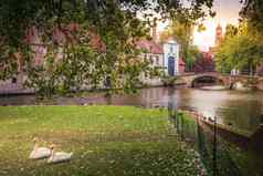 公共公园运河修道院天鹅鸭子使用比利时