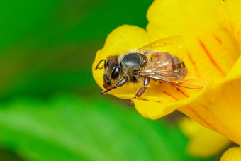 图像<strong>蜜蜂蜜蜂</strong>黄色的花收集花蜜金<strong>蜜蜂</strong>花花粉昆虫动物