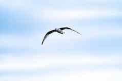 海鸥飞行多云的爱尔兰天空
