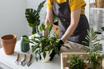 春天室内<strong>植物</strong>护理特写镜头报告室内<strong>植物</strong>醒着的室内<strong>植物</strong>春天中间岁的女人移植<strong>植物</strong>能首页园丁移植<strong>植物</strong>Spathiphyllum