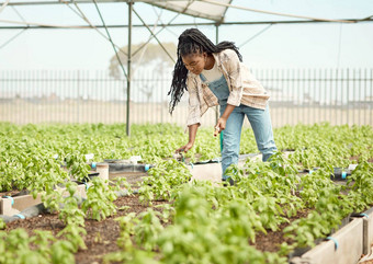 农民水花园年轻的农民开放花园利用非洲美国农民软管水植物集中农民温室花园农民培养作物
