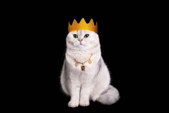 luxary白色猫金皇冠坐在孤立的黑色的背景