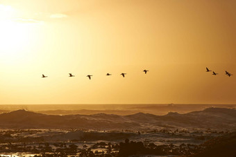 迁移温暖的气候鸟飞行南非洲景观日出