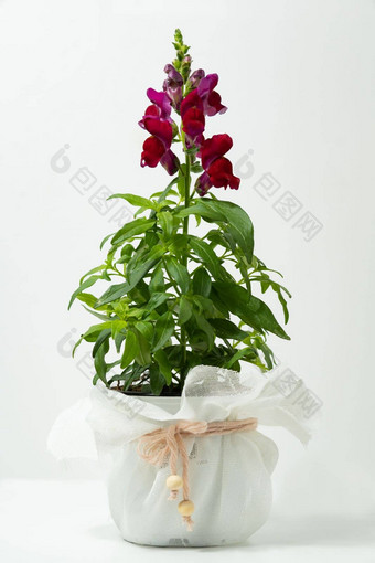 snapdragon<strong>盆栽盆栽</strong>龙花植物孤立的白色