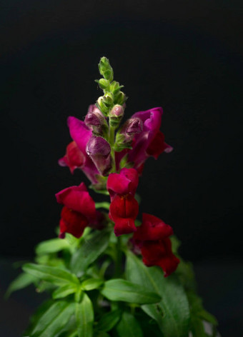 snapdragon盆栽盆栽龙花植物孤立的黑色的