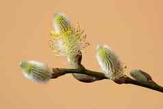 毛茸茸的黄色的柳树树枝自然柔和的背景柳树开花了特写镜头春天概念空间文本