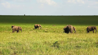 野生大象布什维尔德非洲阳光明媚的一天