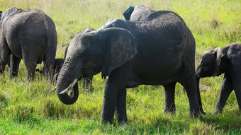 野生大象布什维尔德非洲阳光明媚的一天
