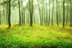 美丽的黄绿色有雾的森林borek切尔姆波兰