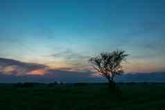 孤独的树日益增长的草地晚上天空