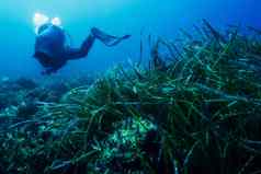海底覆盖藻类人潜水