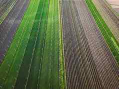 绿色作物污垢地面交替农业字段波纹管