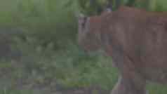 美丽的彪马春天森林美国美洲狮山狮子野生猫走森林场景森林野生动物美国慢运动帧/秒prores没有分等级的c log位